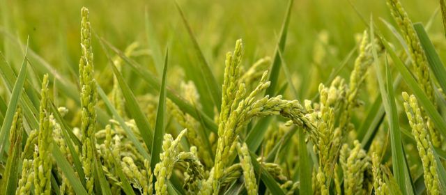 El nou reglament de la DOP Arròs del Delta de l’Ebre aprovat per la Unió Europea incorpora noves varietats a les ja protegides