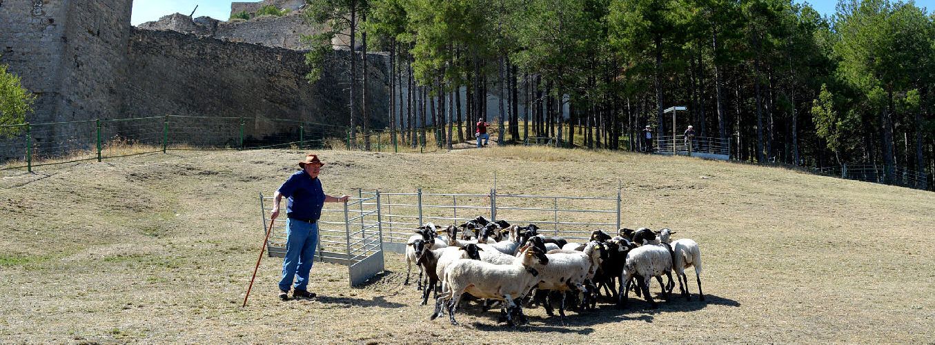 El concurs de gossos de rabera torna al prat de l’Albereda a la 764a Fira de Morella