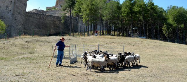 El concurs de gossos de rabera torna al prat de l’Albereda a la 764a Fira de Morella
