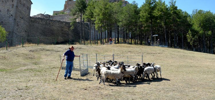 El concurs de gossos de rabera torna al prat de l’Albereda a la 764a Fira de Morella