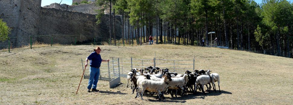El concurs de gossos de rabera torna al prat de l’Albereda a la 764a Fira de Morella