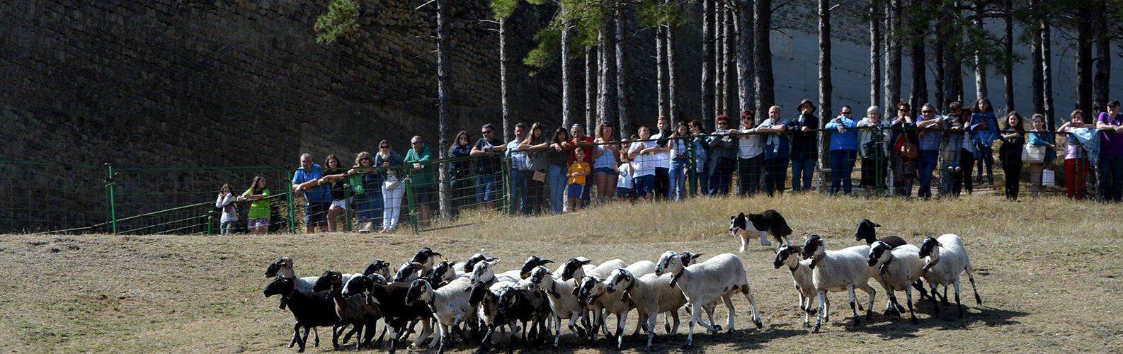 El sector primari, protagonista de la 764a Fira de Morella