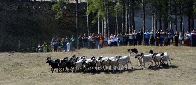 El sector primari, protagonista de la 764a Fira de Morella