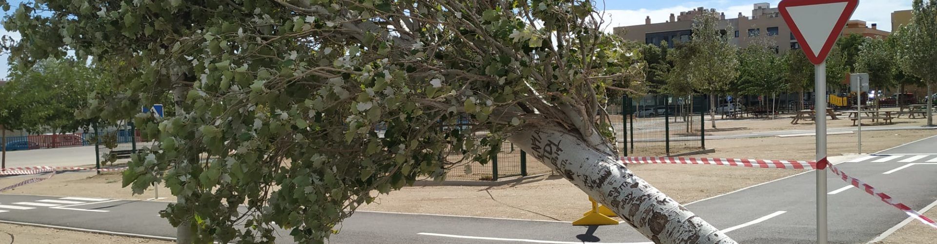 Arbres destrossats pel fort vent a Amposta