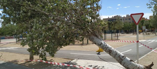 Arbres destrossats pel fort vent a Amposta