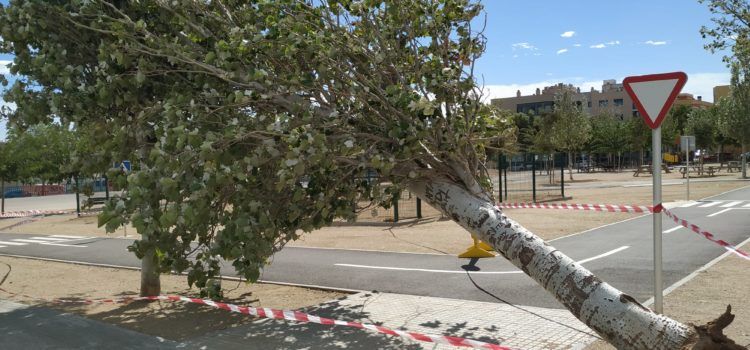 Arbres destrossats pel fort vent a Amposta