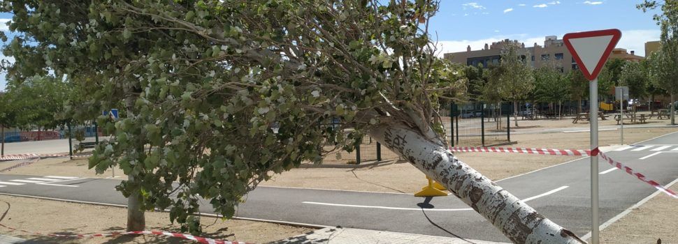 Arbres destrossats pel fort vent a Amposta