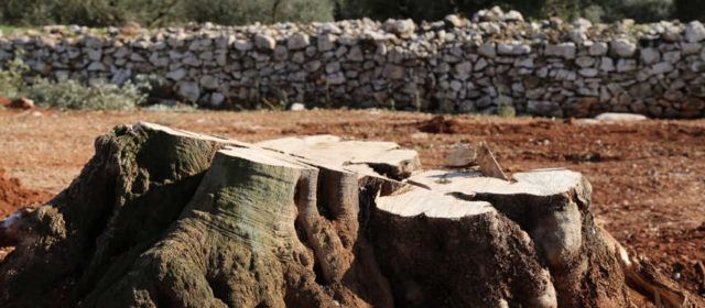 Crítiques de Salvem lo Montsià per la compra de 48 oliveres monumentals a dos vivers de la comarca