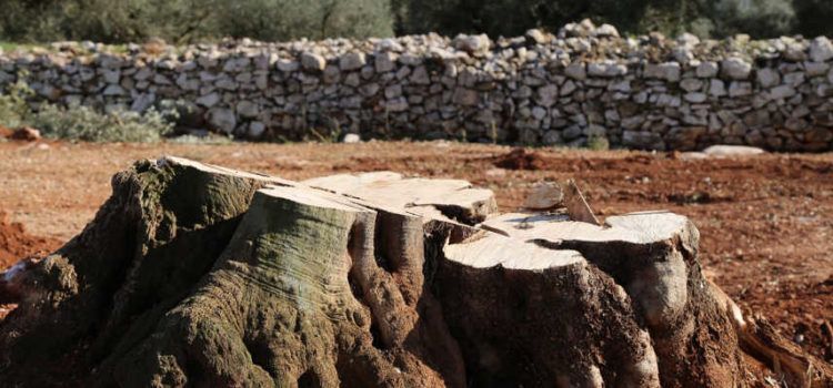 Crítiques de Salvem lo Montsià  per la compra de 48 oliveres monumentals a dos vivers de la comarca