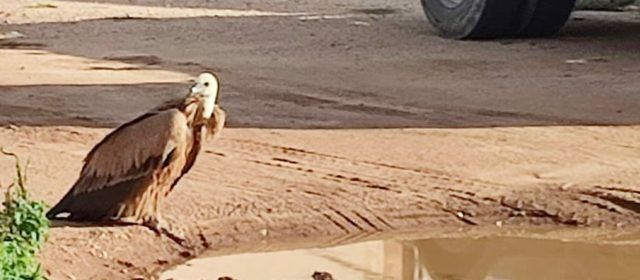 Un voltor pel carrer de Barcelona a Ulldecona