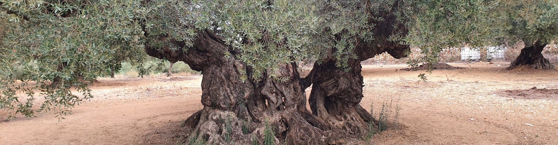 Declaració sobre les oliveres monumentals al Territori Sénia (octubre 2022)