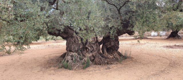 Declaració sobre les oliveres monumentals al Territori Sénia (octubre 2022)