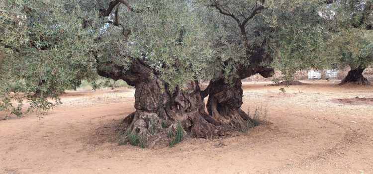 Declaració sobre les oliveres monumentals al Territori Sénia (octubre 2022)