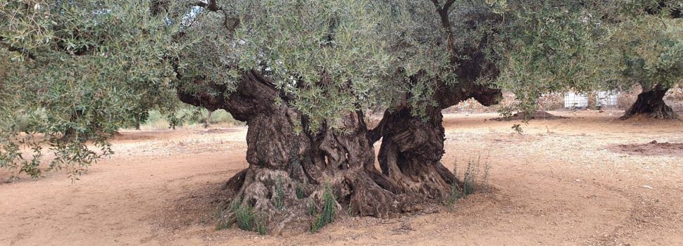 Declaració sobre les oliveres monumentals al Territori Sénia (octubre 2022)