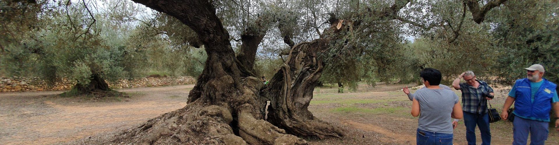 Viatge en 8 vídeos per viure experiències al voltant d’oliveres mil·lenàries