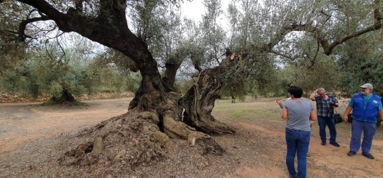Viatge en 8 vídeos per viure experiències al voltant d’oliveres mil·lenàries
