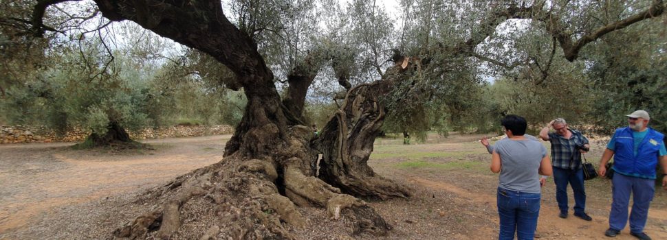 Viatge en 8 vídeos per viure experiències al voltant d’oliveres mil·lenàries
