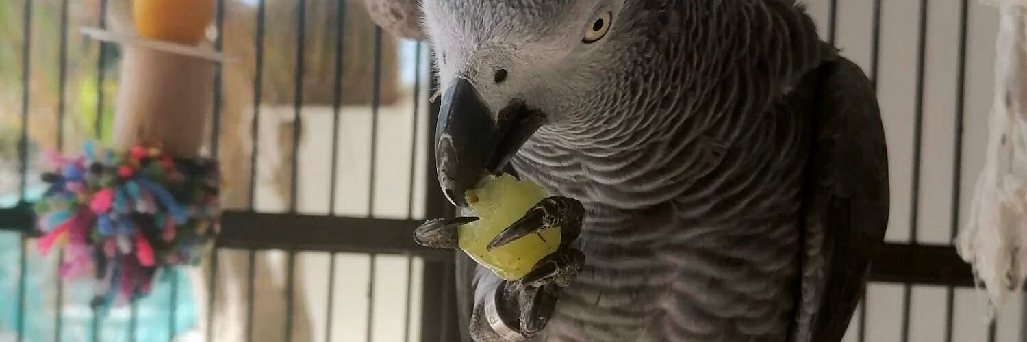 Recuperado el yaco extraviado