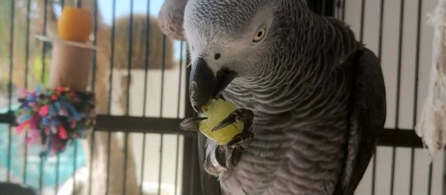Recuperado el yaco extraviado