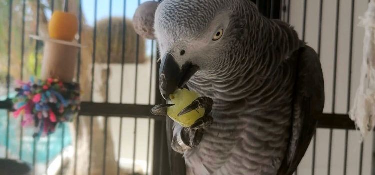 Recuperado el yaco extraviado