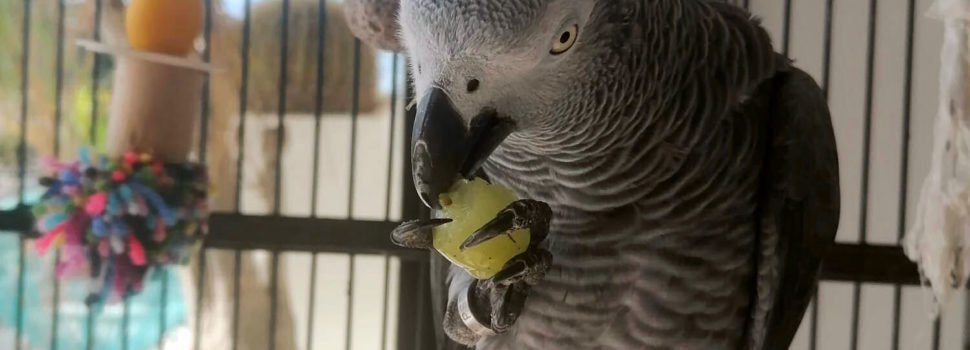 Recuperado el yaco extraviado
