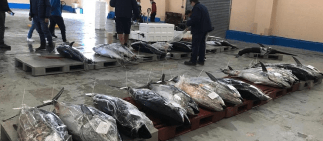 COINCOPESCA exigeix al Govern un repartiment just de la quota de tonyina vermella per als pescadors valencians