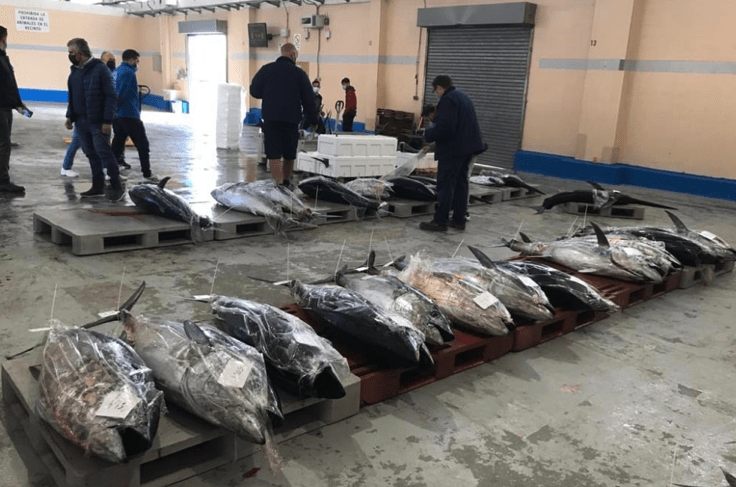 COINCOPESCA exigeix al Govern un repartiment just de la quota de tonyina vermella per als pescadors valencians