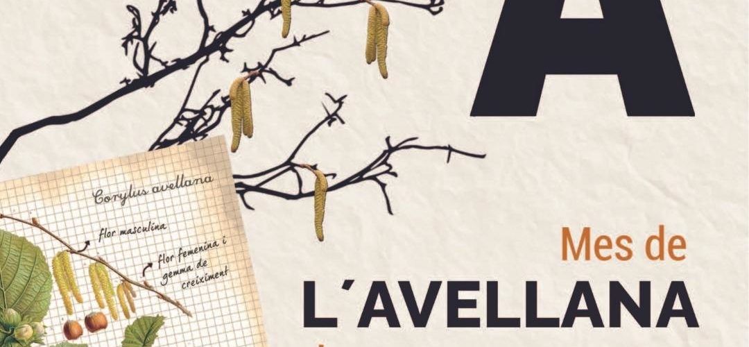L’avellana és protagonista en els menús dels restaurants de Benassal