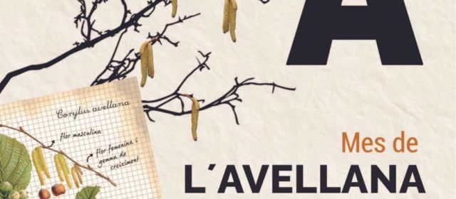 L’avellana és protagonista en els menús dels restaurants de Benassal