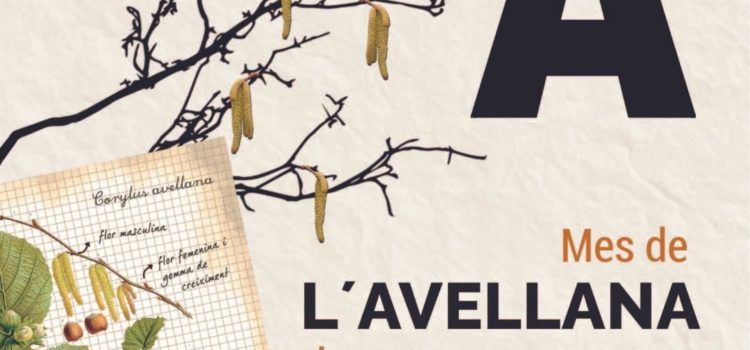 L’avellana és protagonista en els menús dels restaurants de Benassal