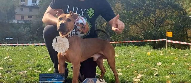 Un perro de Vinaròs, campeón de Europa de EPF en Polonia