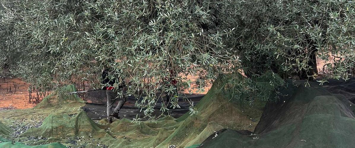 La campanya d’oliveres mil·lenàries comença amb molt baixa producció, però de bona qualitat