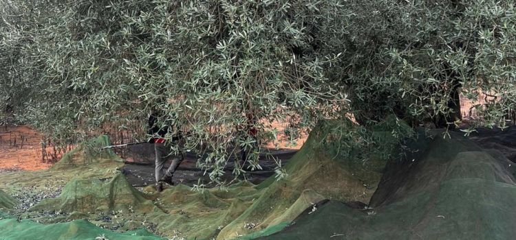 La campanya d’oliveres mil·lenàries comença amb molt baixa producció, però de bona qualitat