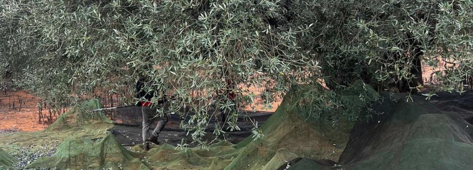La campanya d’oliveres mil·lenàries comença amb molt baixa producció, però de bona qualitat