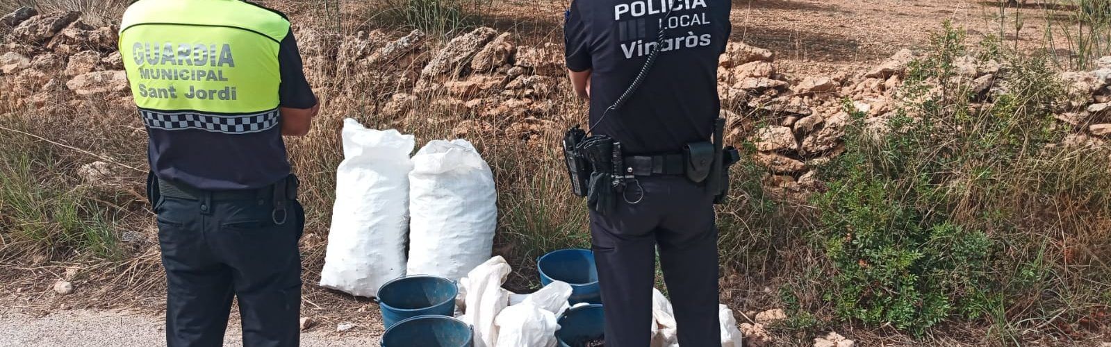 Cuatro operaciones con detenciones en Sant Jordi dentro de la campaña contra el robo de algarrobas