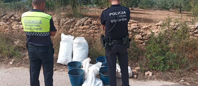 Cuatro operaciones con detenciones en Sant Jordi dentro de la campaña contra el robo de algarrobas