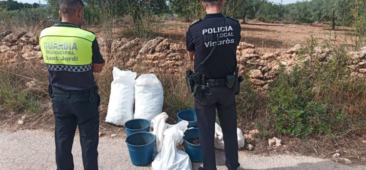 Cuatro operaciones con detenciones en Sant Jordi dentro de la campaña contra el robo de algarrobas