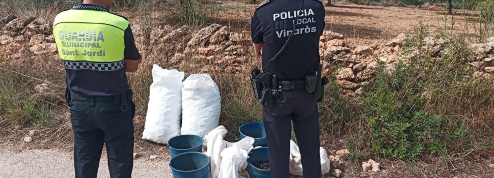 Cuatro operaciones con detenciones en Sant Jordi dentro de la campaña contra el robo de algarrobas