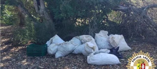 La policia local de Vinaròs evita un furt de garrofes i l’assalt a una casa