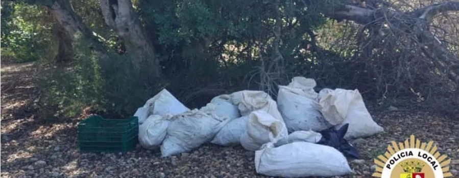 La policia local de Vinaròs evita un furt de garrofes i l’assalt a una casa