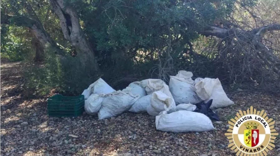 La policia local de Vinaròs evita un furt de garrofes i l’assalt a una casa