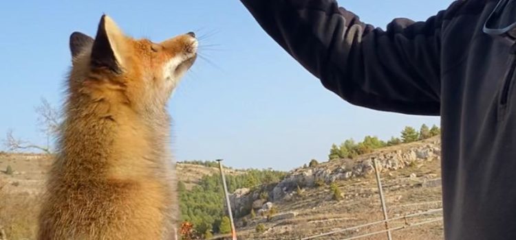 Un colectivo en defensa de los animales pide que no se alimente a los zorros de la Tinença