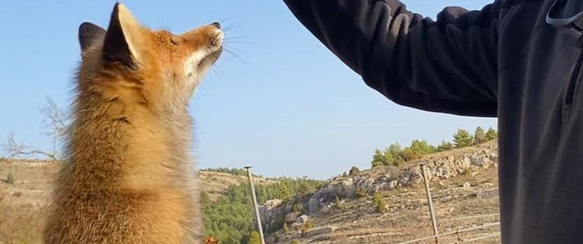 Un colectivo en defensa de los animales pide que no se alimente a los zorros de la Tinença