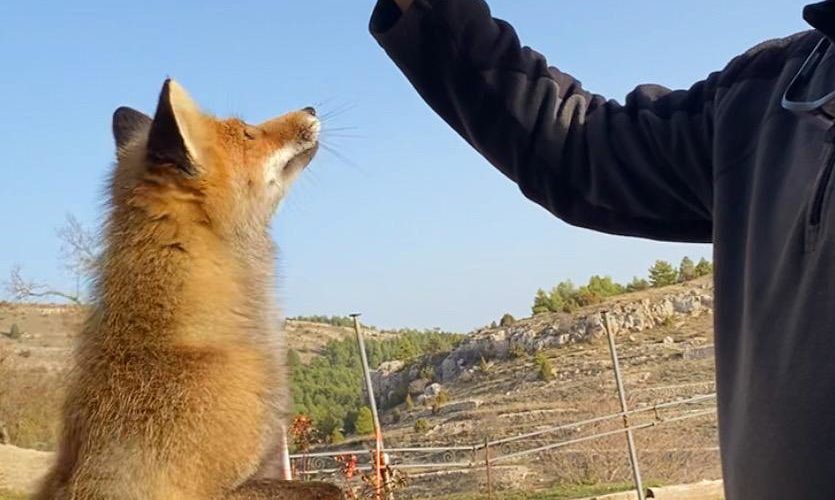 Un colectivo en defensa de los animales pide que no se alimente a los zorros de la Tinença