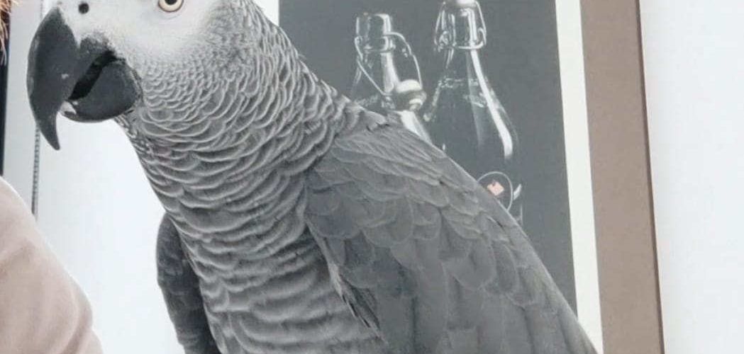Se busca un yaco en la costa norte de Vinaròs