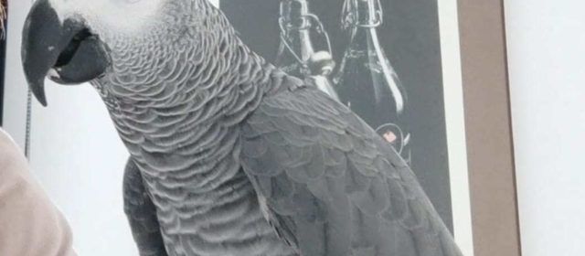 Se busca un yaco en la costa norte de Vinaròs