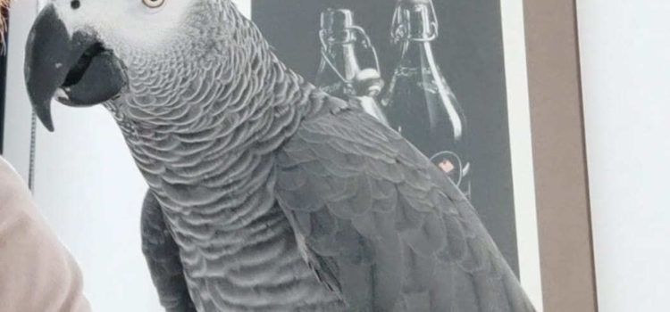Se busca un yaco en la costa norte de Vinaròs