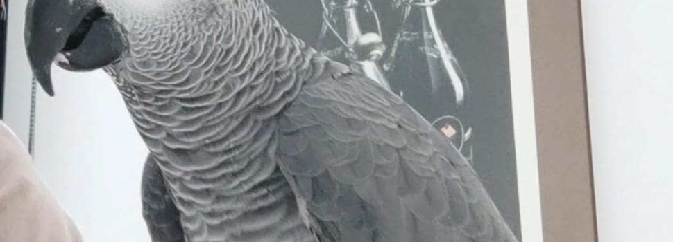 Se busca un yaco en la costa norte de Vinaròs