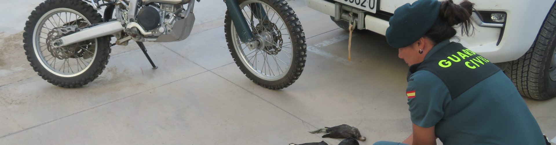 El SEPRONA de la Guardia Civil de Tarragona sorprende a un cazador furtivo cazando gallinetas en Deltebre