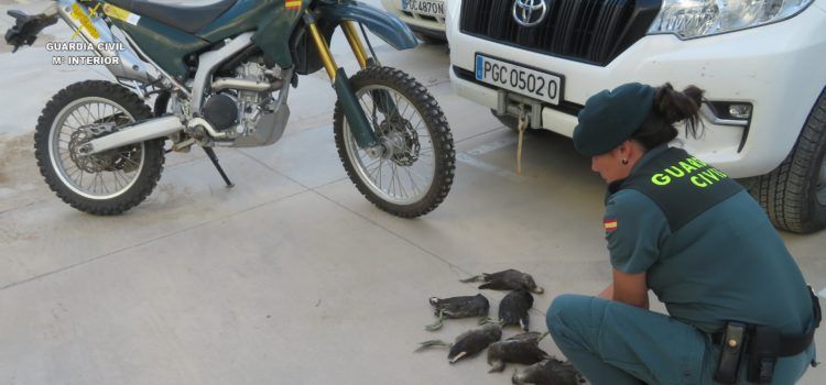 El SEPRONA de la Guardia Civil de Tarragona sorprende a un cazador furtivo cazando gallinetas en Deltebre